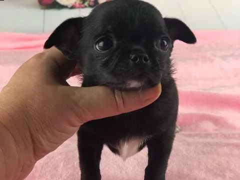 chihuahua cuccioli mini toy | Foto 1