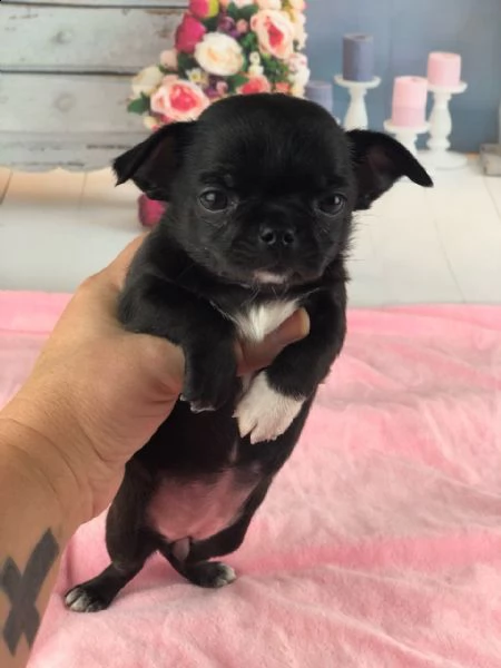 chihuahua cuccioli mini toy