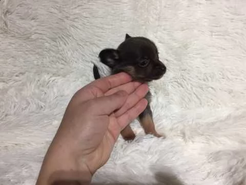 chihuahua cuccioli mini toy | Foto 0