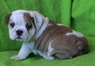 cuccioli di bulldog inglese disponibili
