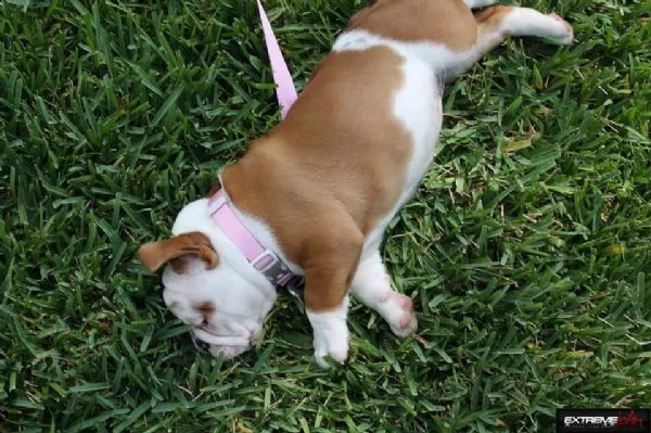 cuccioli di bulldog inglese disponibili | Foto 0