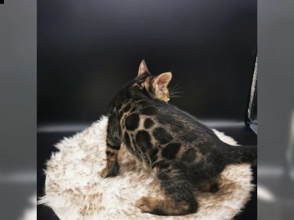 gattini bengala di tre mesi. | Foto 3