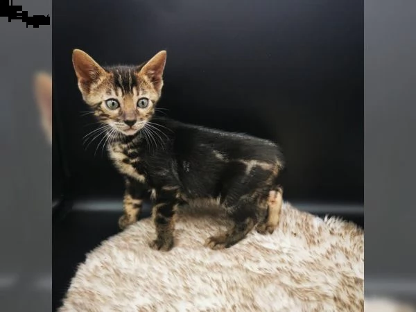 gattini bengala di tre mesi.