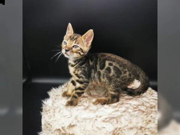 gattini bengala di tre mesi. | Foto 2