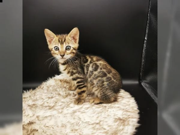 gattini bengala di tre mesi. | Foto 1