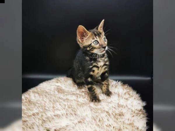 gattini bengala di tre mesi. | Foto 0