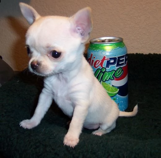 vendita cucciolo cuccioli chihuahua in vendita