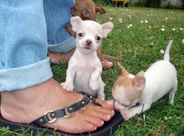 vendita cucciolo cuccioli chihuahua in vendita | Foto 0