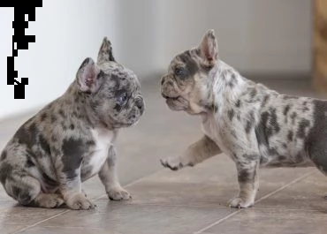 cuccioli di bulldog francese molto giocosi | Foto 0