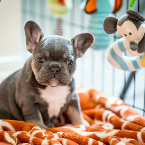 cuccioli di bulldog francese molto giocosi