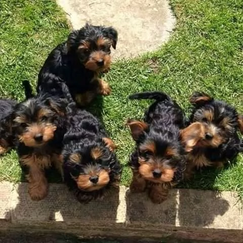adorabili cuccioli di yorkie in adozione | Foto 0