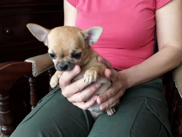 cuccioli di chihuahua toy | Foto 0
