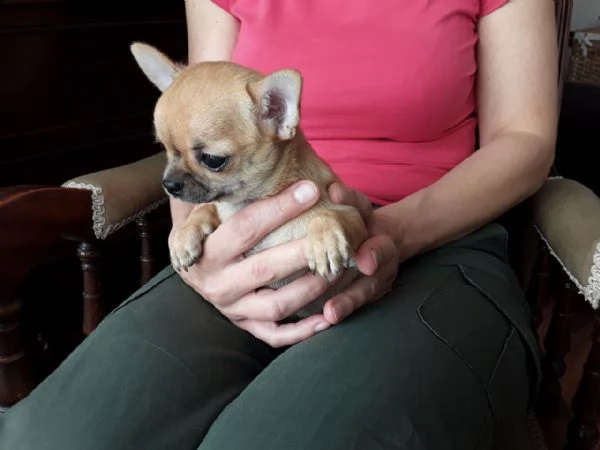 cuccioli di chihuahua toy