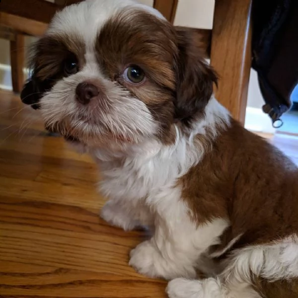   regalo shih-tzu  toy