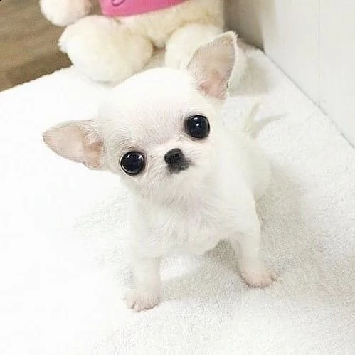 cuccioli chihuahua bianchi maschi e femmine di  | Foto 1