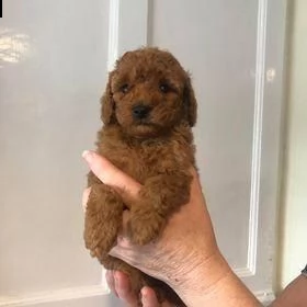  miniature barboncino toy red 