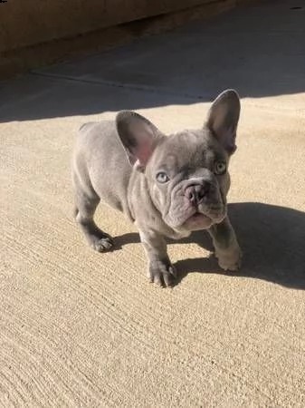 cachorro de perro toro francés