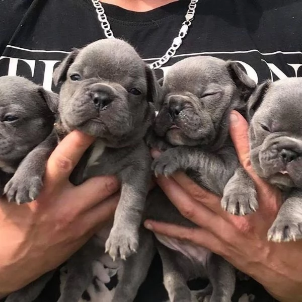 bulldog francés azul
