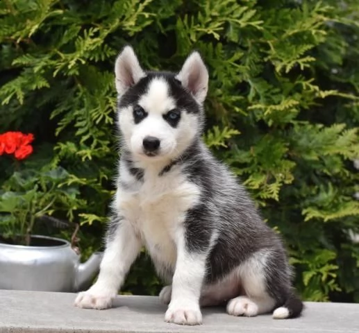husky siberiano