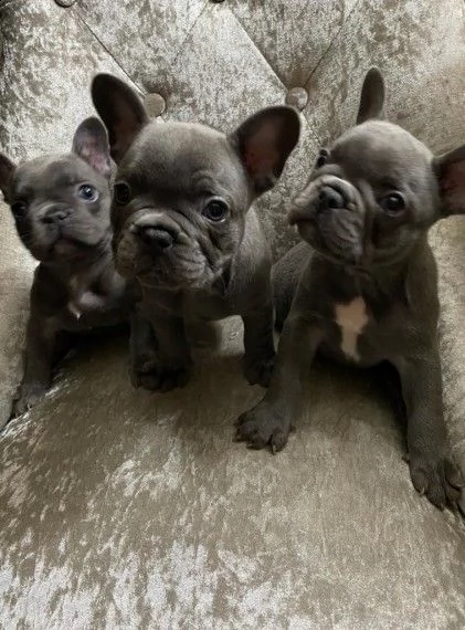 bulldog francese