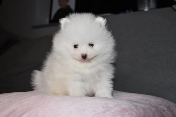 4 faccia d'orso molto soffice kc solo 2 pom rimasti !!