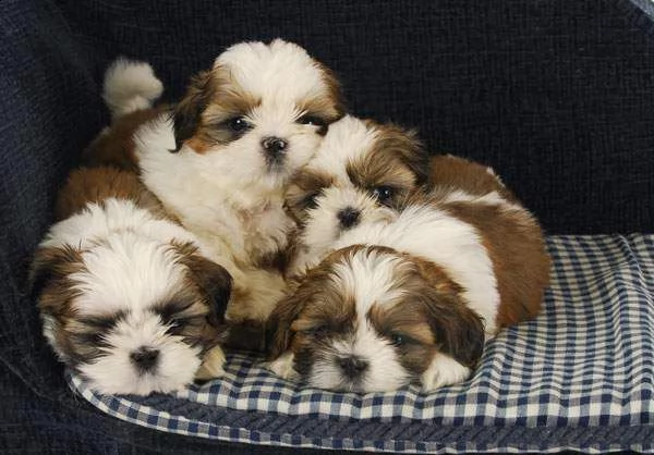 cucciolata di shih tzu