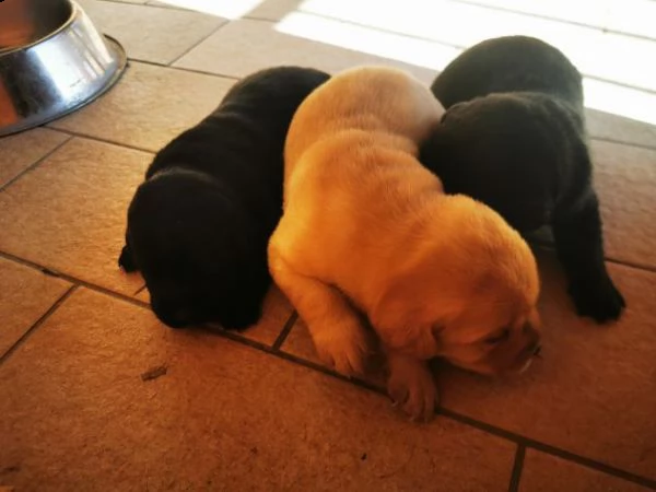 cuccioli labrador retriever