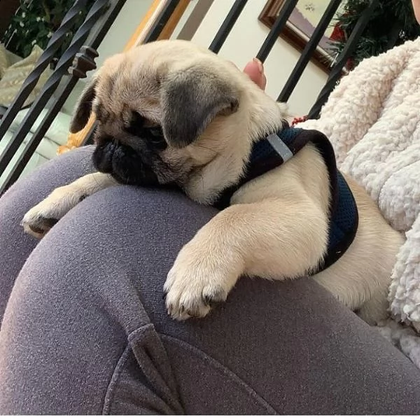 regalo carlino | Foto 0