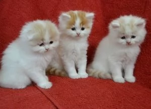 scottish fold kittens