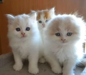 scottish fold kittens | Foto 1