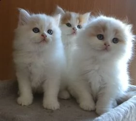 scottish fold kittens | Foto 0