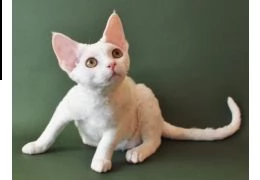 devon rex