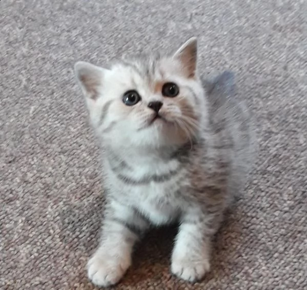 british shorhair kittens