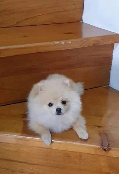 cuccioli husky in adozione | Foto 0