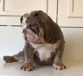 bulldog francese per adozione