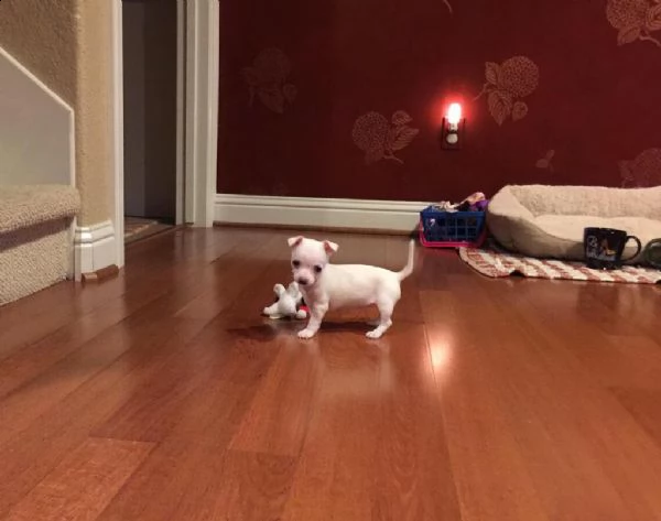 cuccioli di chihuahua mini toy 