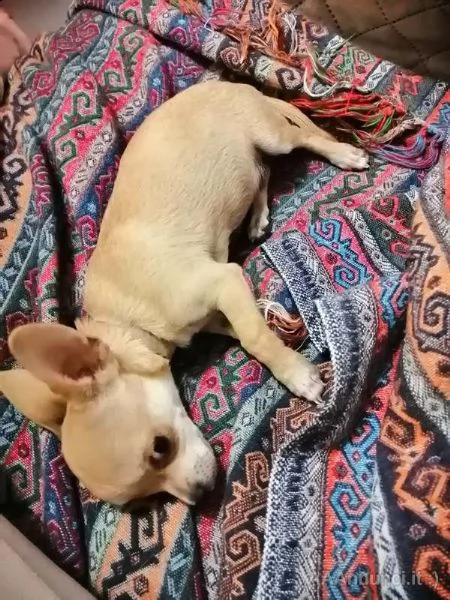 cuccioli di chihuahua
