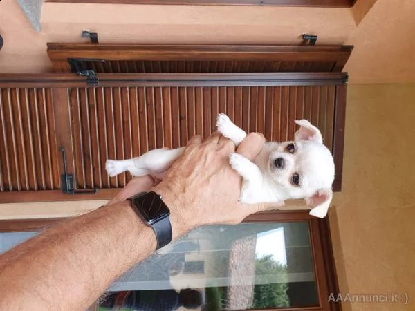 regalo cucciola di chihuahua | Foto 1