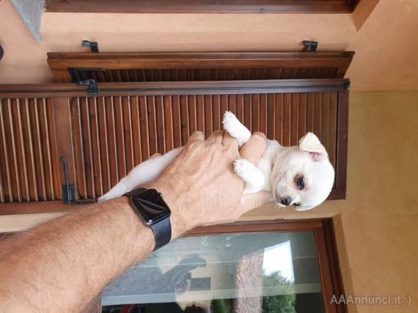 regalo cucciola di chihuahua | Foto 0