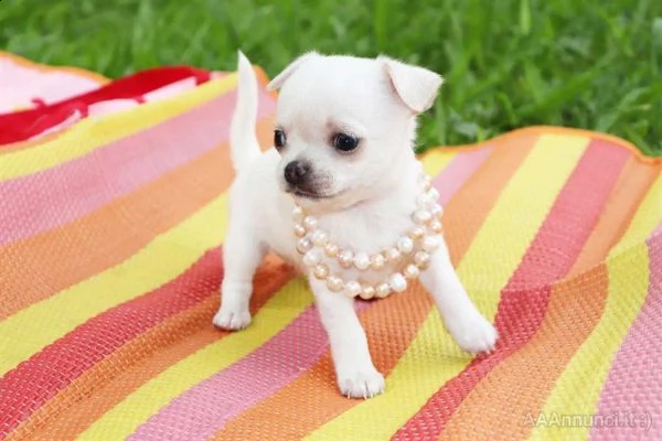 regalo cucciola di chihuahua