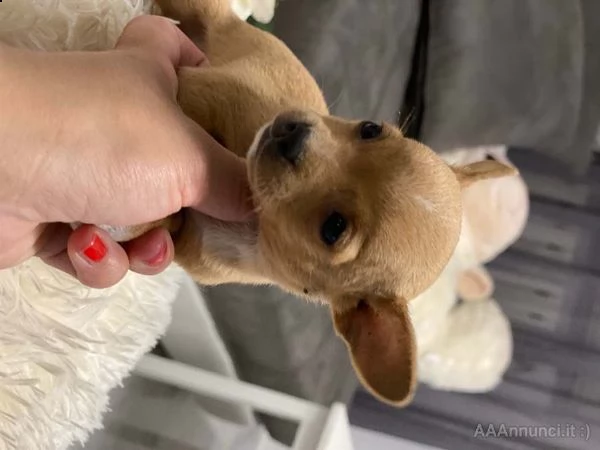 chihuhua toy
