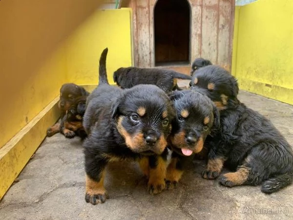 regalo cuccioli di rottweiler