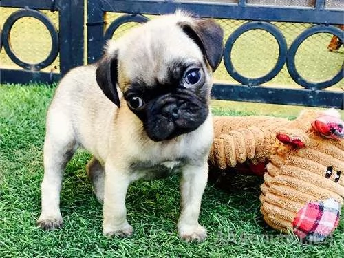 cuccioli di carlino regalo