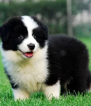 disponibile cuccioli di boxer macshio e femmina . con pedigree, due vaccini, sverminazione e control