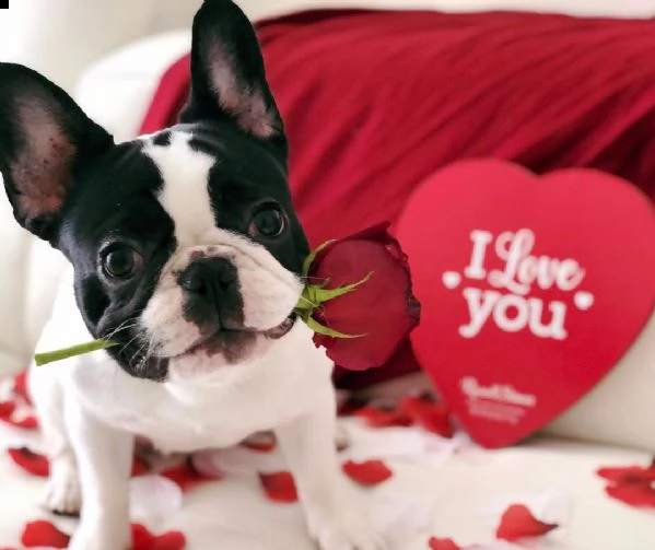 adorabili cuccioli di bulldog francese | Foto 2