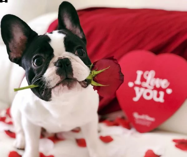 adorabili cuccioli di bulldog francese | Foto 1