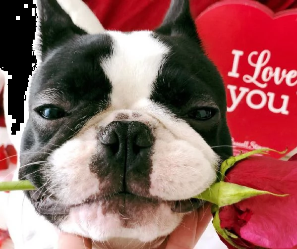 adorabili cuccioli di bulldog francese | Foto 0
