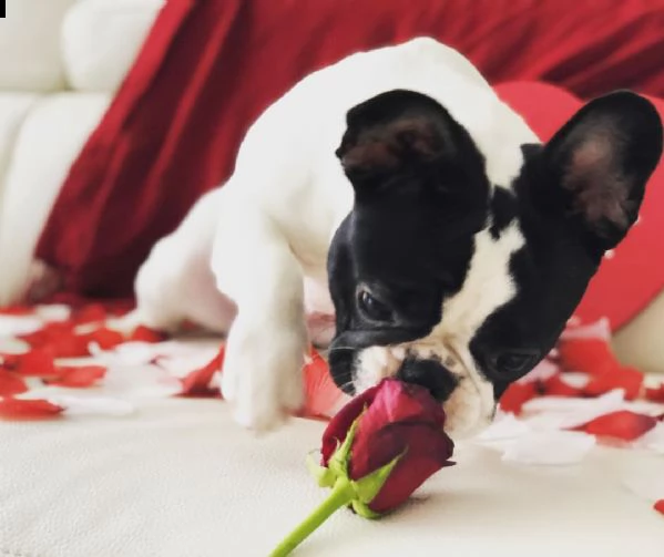 adorabili cuccioli di bulldog francese