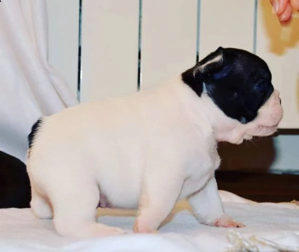 adorabili cuccioli di bulldog francese
