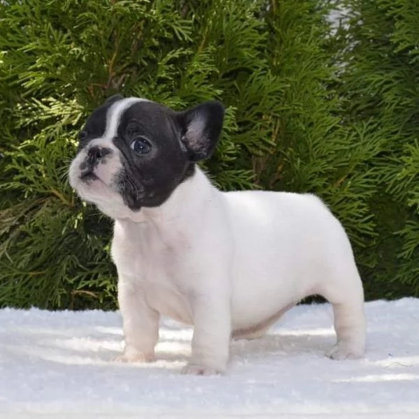 adorabili cuccioli di bulldog francese | Foto 2